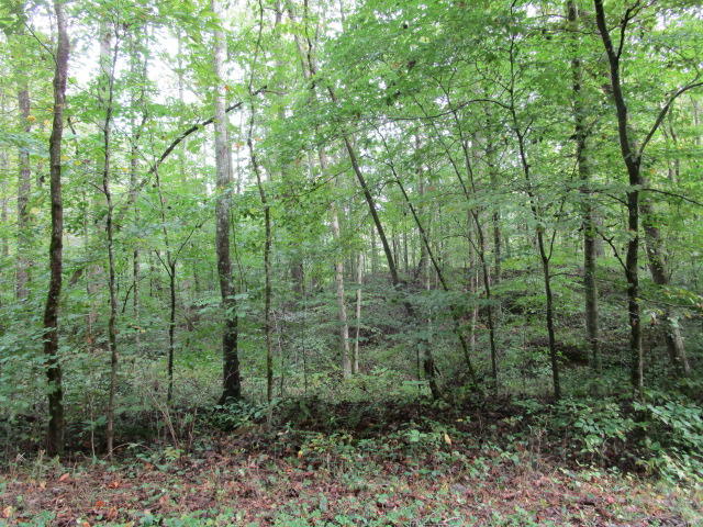 Spring Hollow Rutledge, TN 37861 - Photo 2 of 4 IMG_1727