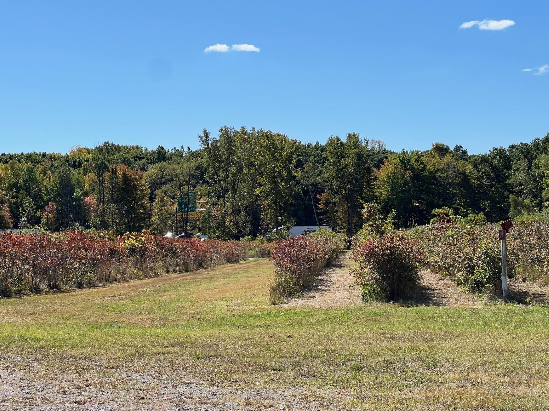 11160 Farina Road New Buffalo, MI 49117 - Photo 17 of 51 Blueberry fields