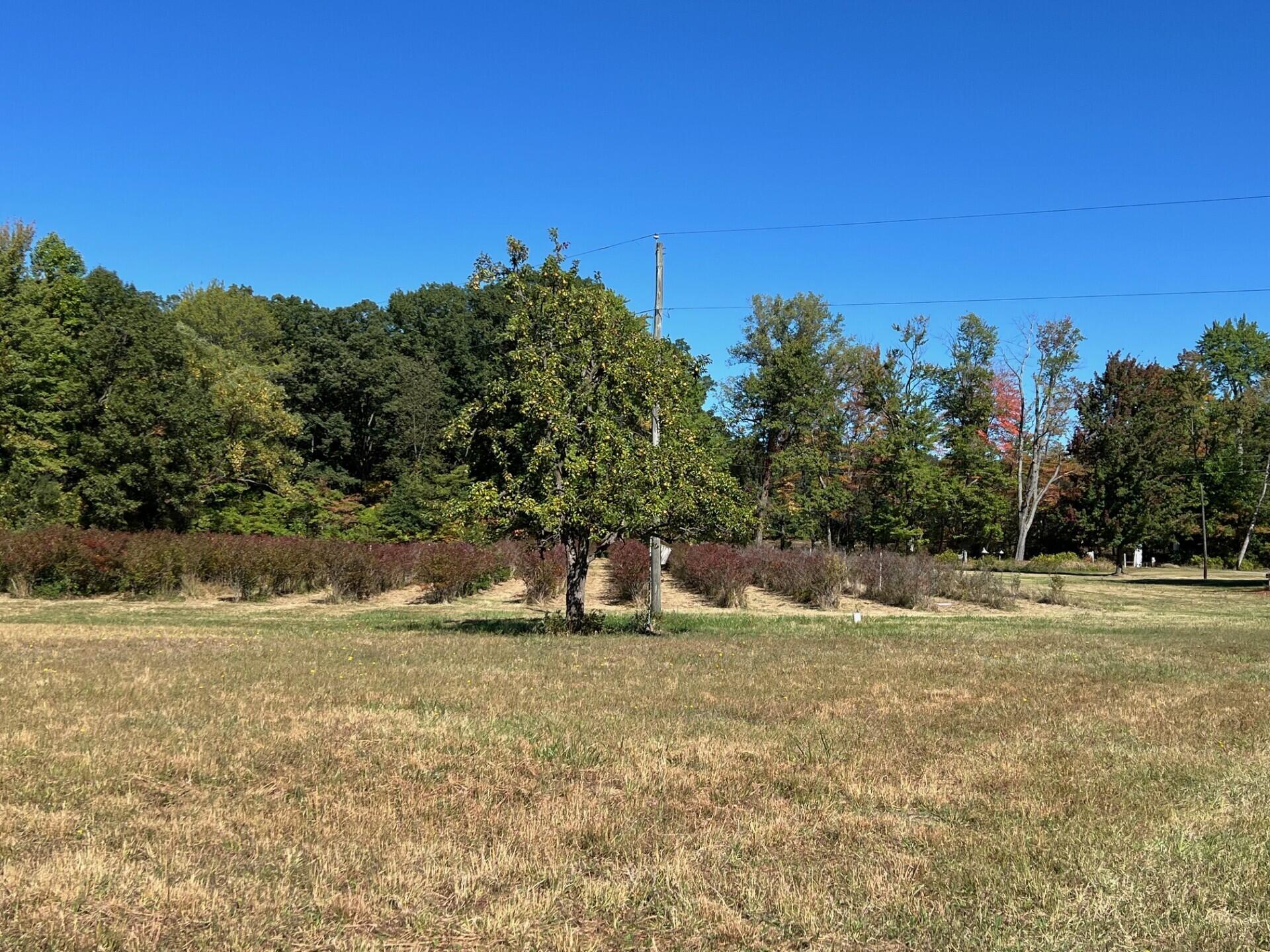 11160 Farina Road New Buffalo, MI 49117 - Photo 18 of 51 Blueberry fields