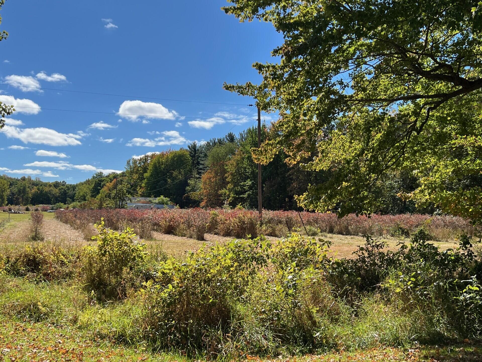 11160 Farina Road New Buffalo, MI 49117 - Photo 19 of 51 Blueberry fields