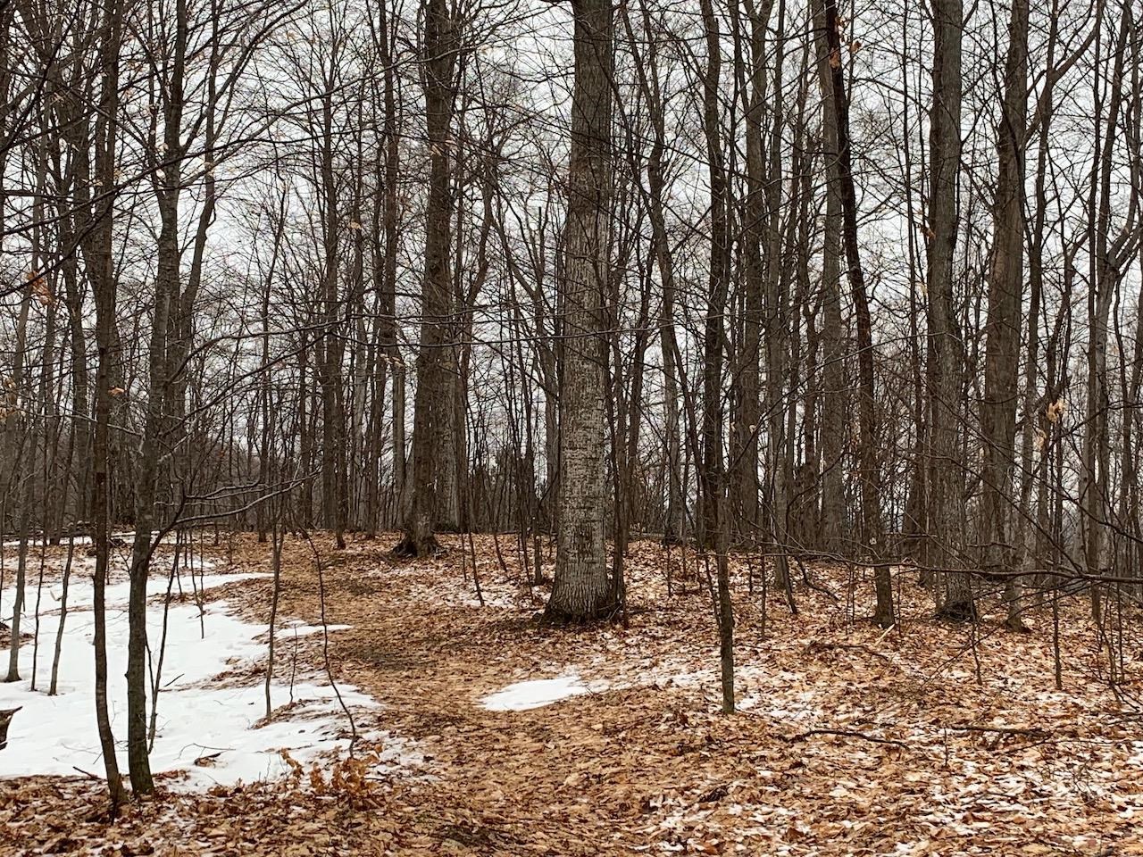 0 South Lime Lake Road, Unit LOT: B Cedar, MI 49621 - Photo 26 of 77 Gallery Image 26