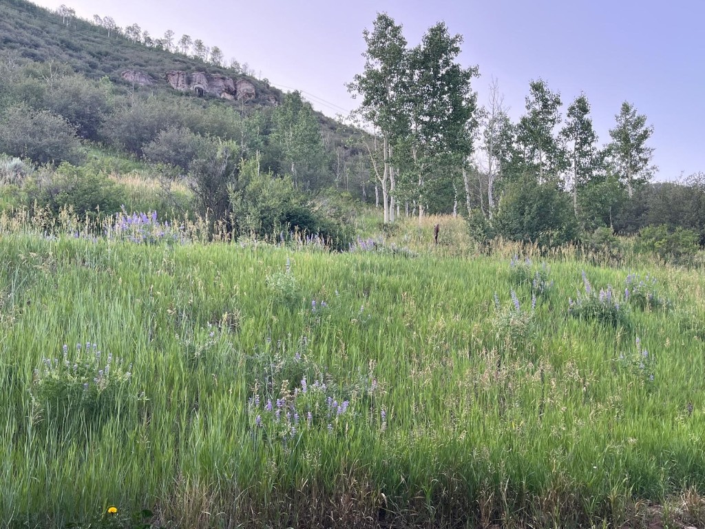 2099 Chamonix Lane, Unit 1A Vail, CO 81657 - Photo 25 of 29 a view of a lush green forest with lots of tall trees