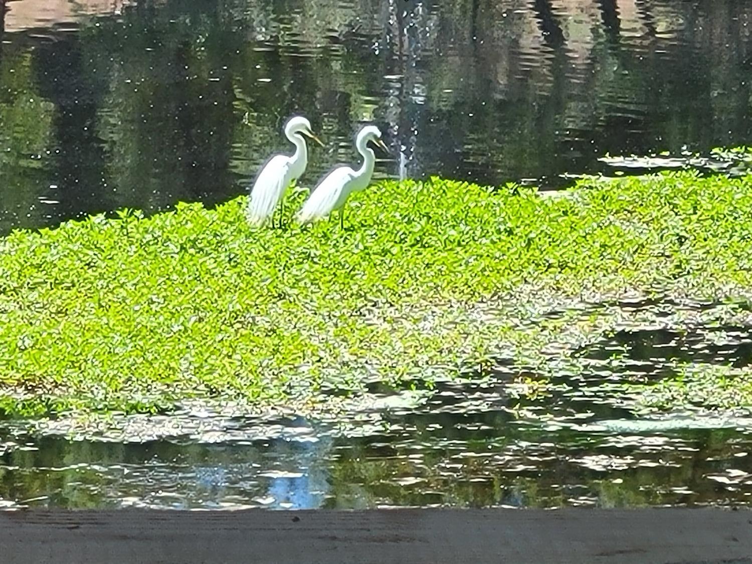 1525 Cold Springs Road, Unit 16 Placerville, CA 95667 - Photo 36 of 38 Pair of egrets