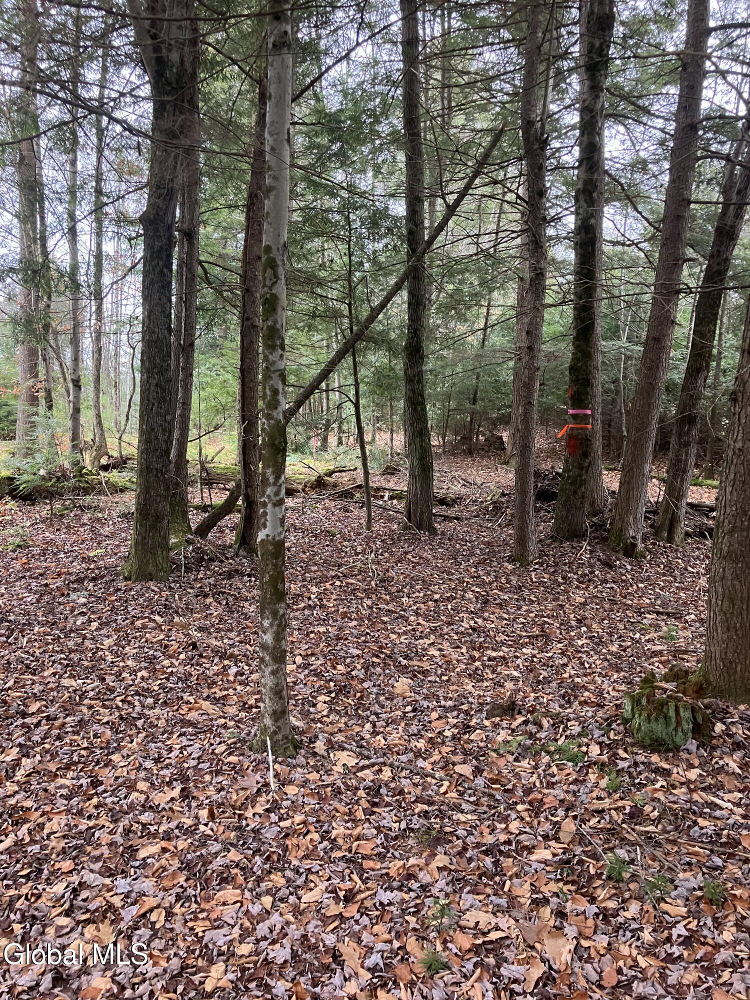 0 Scofield Road Lake Luzerne, NY 12846 - Photo 11 of 16 Not much to clear to build