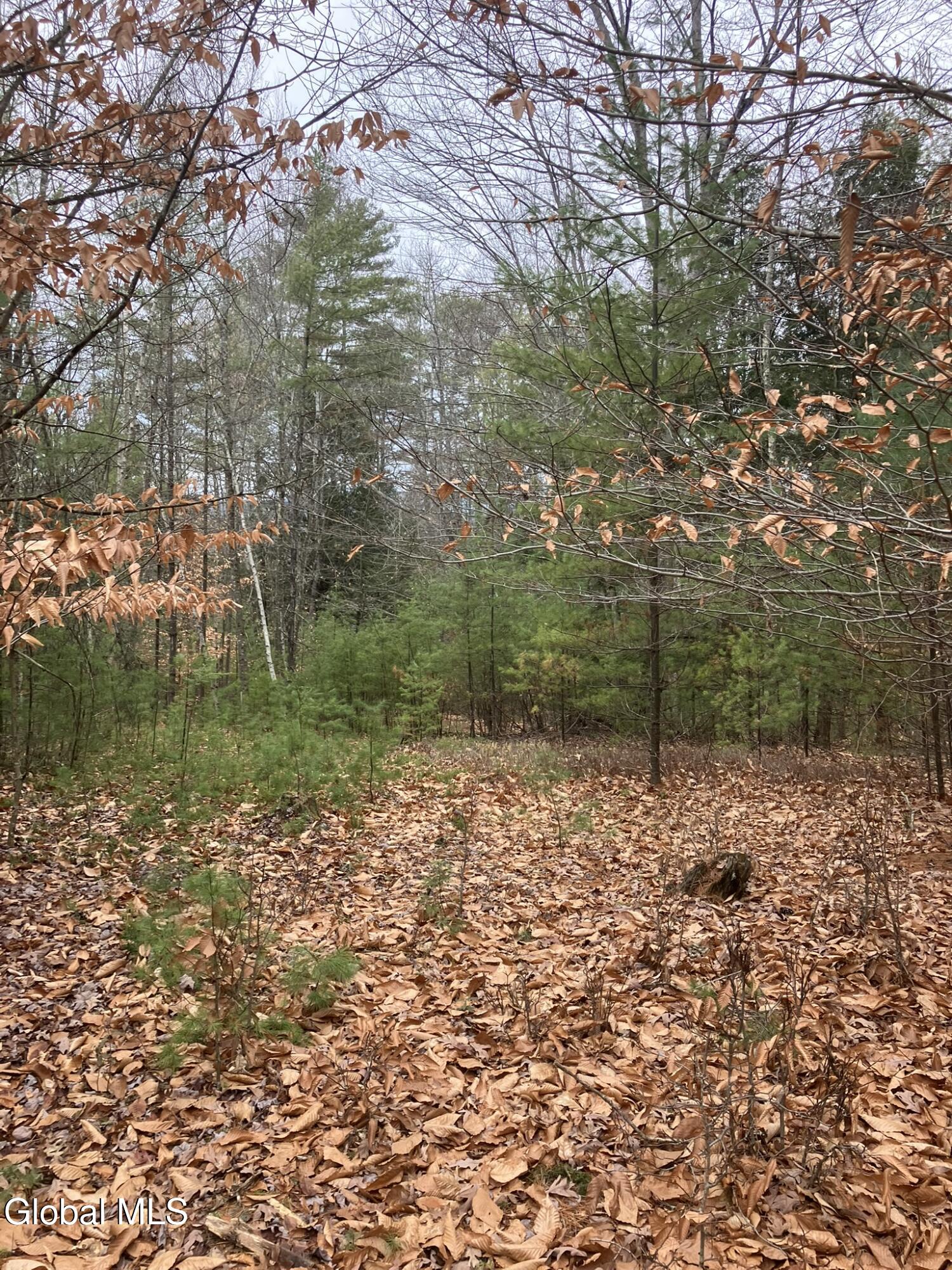 0 Scofield Road Lake Luzerne, NY 12846 - Photo 13 of 16 Thinly wooded