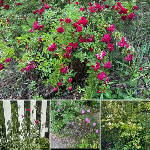 $885,000 | 286 Nostradamus Court, Salem, SC 29676