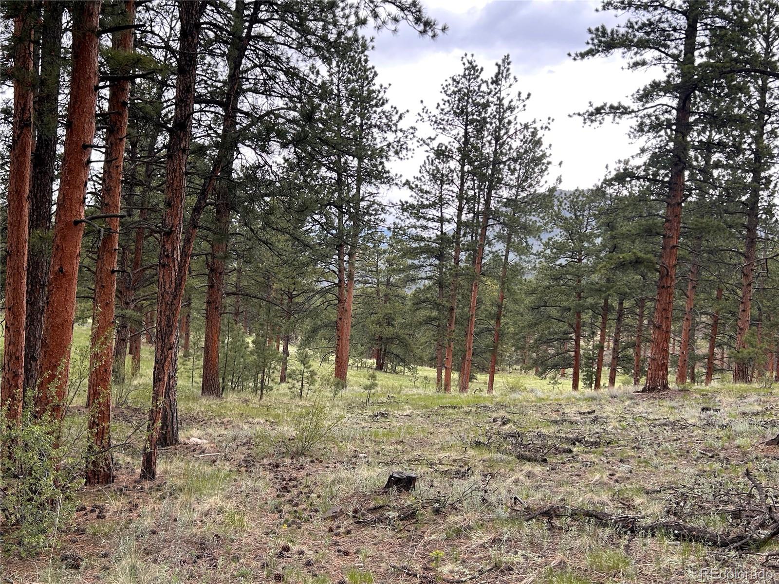 861 Happy Top Road Bailey, CO 80421 - Photo 22 of 29 a view of yard with trees