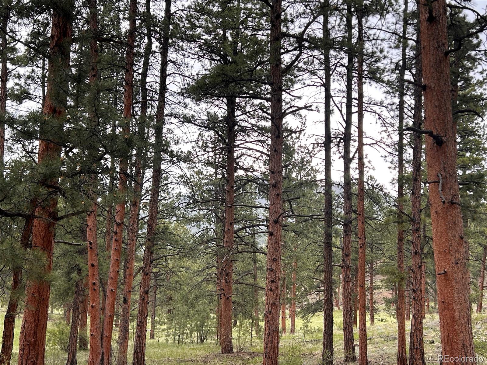 861 Happy Top Road Bailey, CO 80421 - Photo 23 of 38