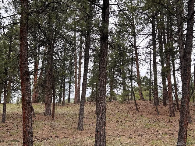 a view of backyard of house