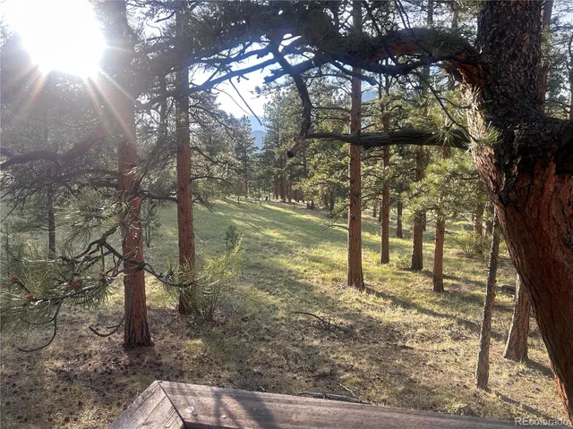 a view of a forest filled with trees