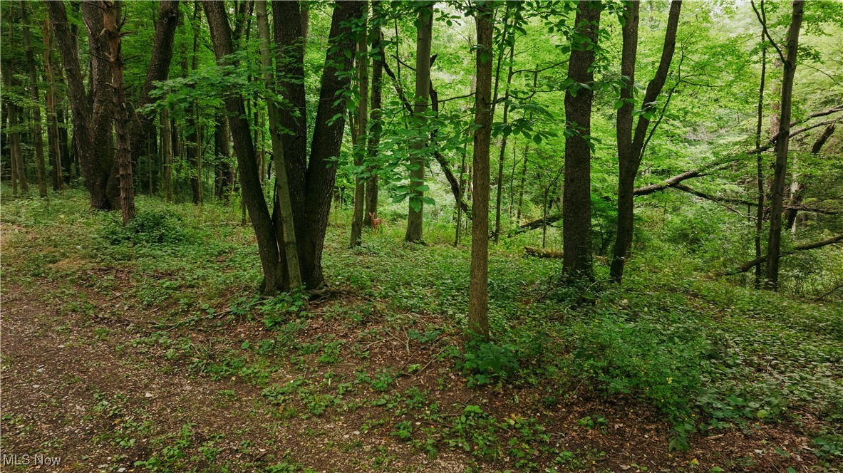 3555 Riverside Drive Northwest Massillon, OH 44647 - Photo 22 of 25 View of local wilderness
