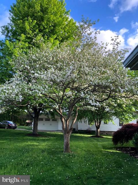 712 Brookhaven Road Wallingford, PA 19086 - Photo 54 of 65 White dogwood