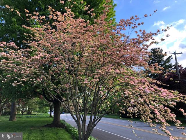 712 Brookhaven Road Wallingford, PA 19086 - Photo 55 of 65 Pink dogwood