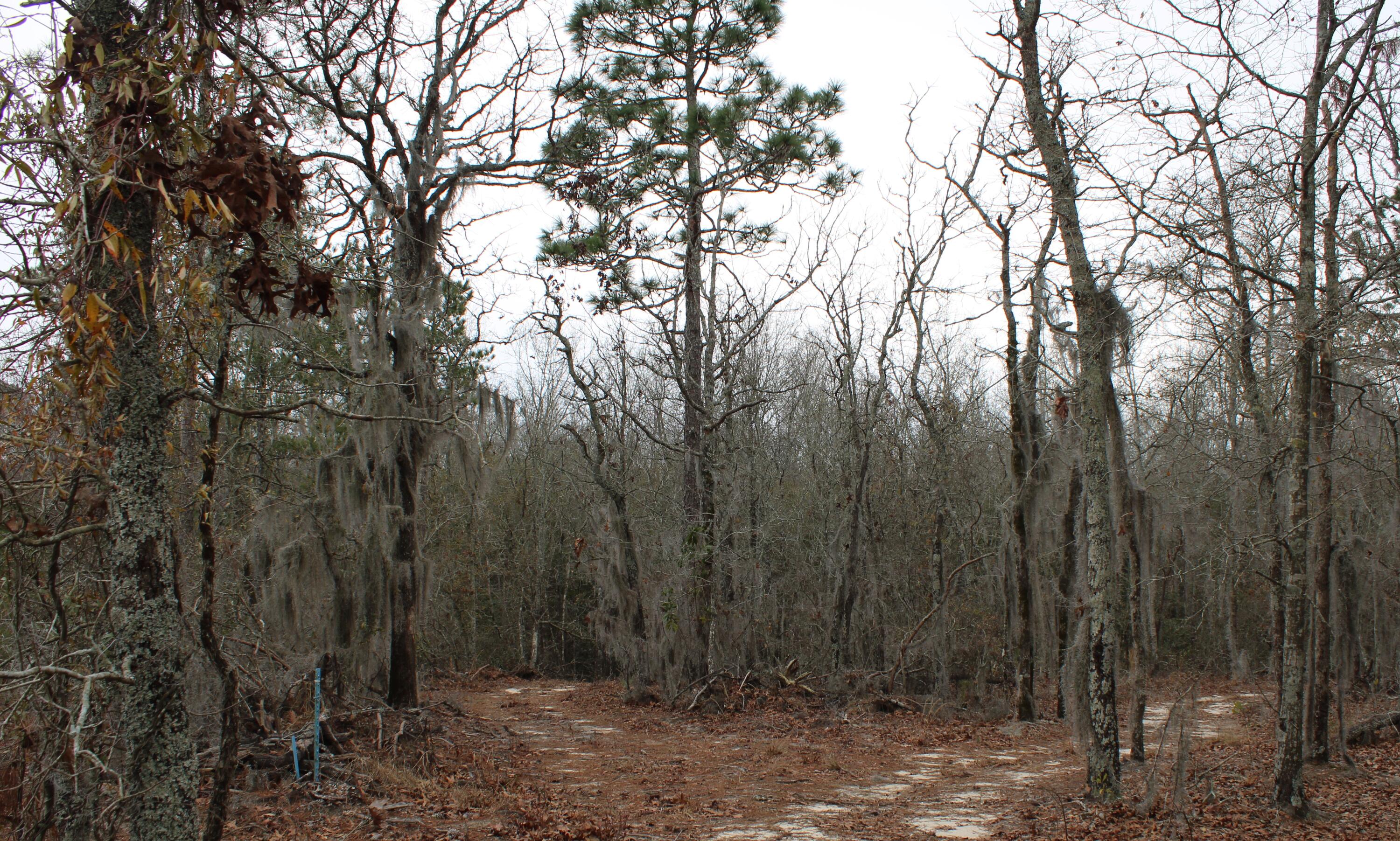 2916 Edisto Church Road Williston, SC 29853 - Photo 6 of 7