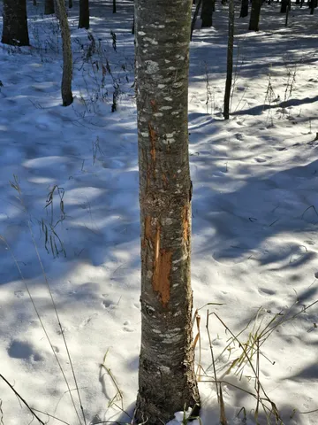 $1,317,900 | 190.81-acres Deere Path Lane, Richland Center, WI 53581