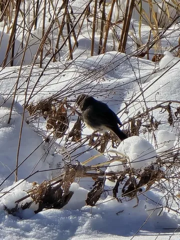 $1,317,900 | 190.81-acres Deere Path Lane, Richland Center, WI 53581