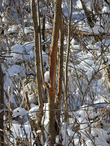 $1,317,900 | 190.81-acres Deere Path Lane, Richland Center, WI 53581