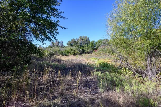 a view of a lush green forest with lots of trees