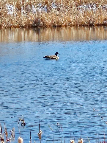 a view of an lake and a yard