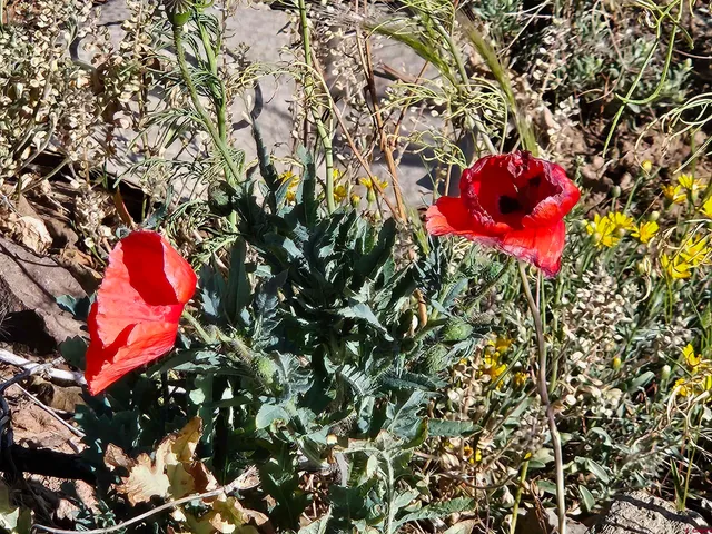 a view of a tree with a tree