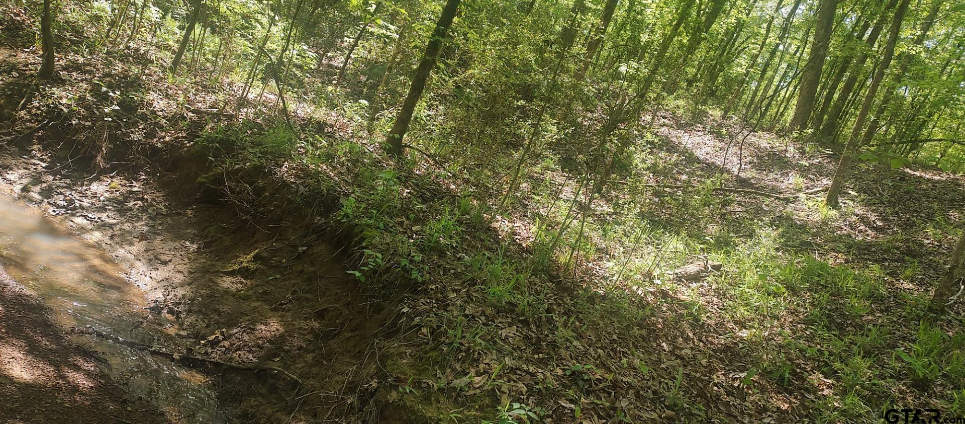 465 Barker Road Timpson, TX 75975 - Photo 11 of 34 a view of a yard with a tree