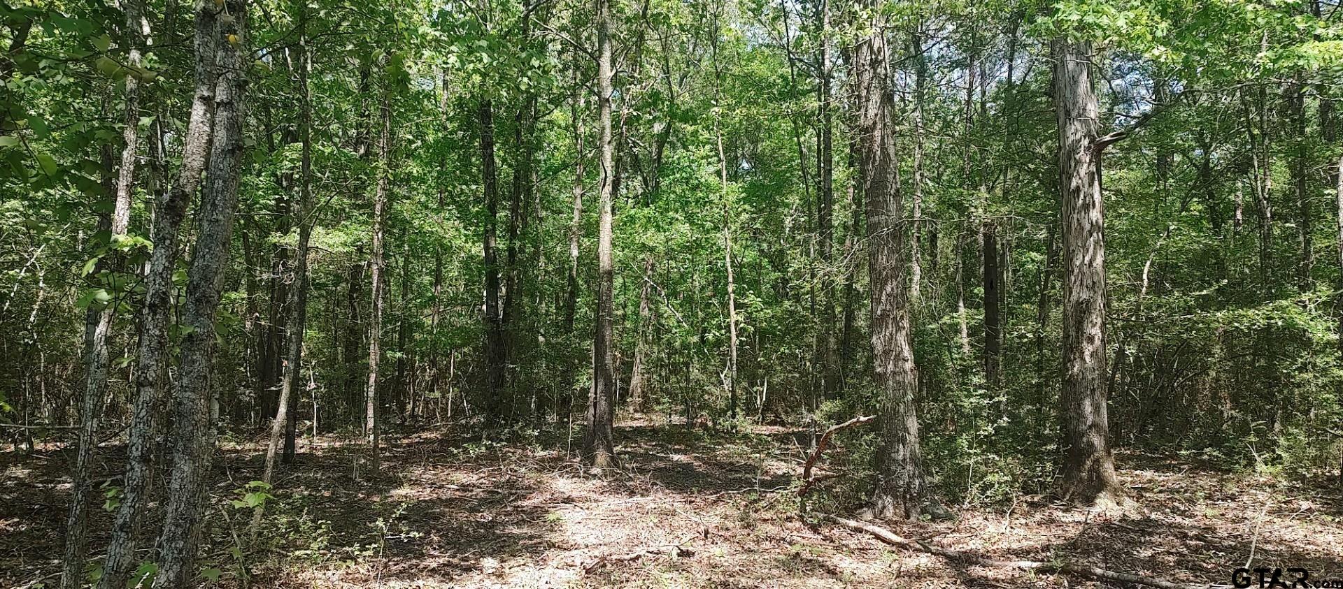 465 Barker Road Timpson, TX 75975 - Photo 12 of 34 a view of a forest with trees in the background