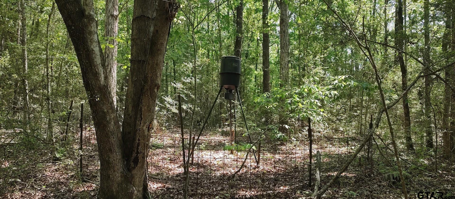 465 Barker Road Timpson, TX 75975 - Photo 13 of 34 a closeup of a tree