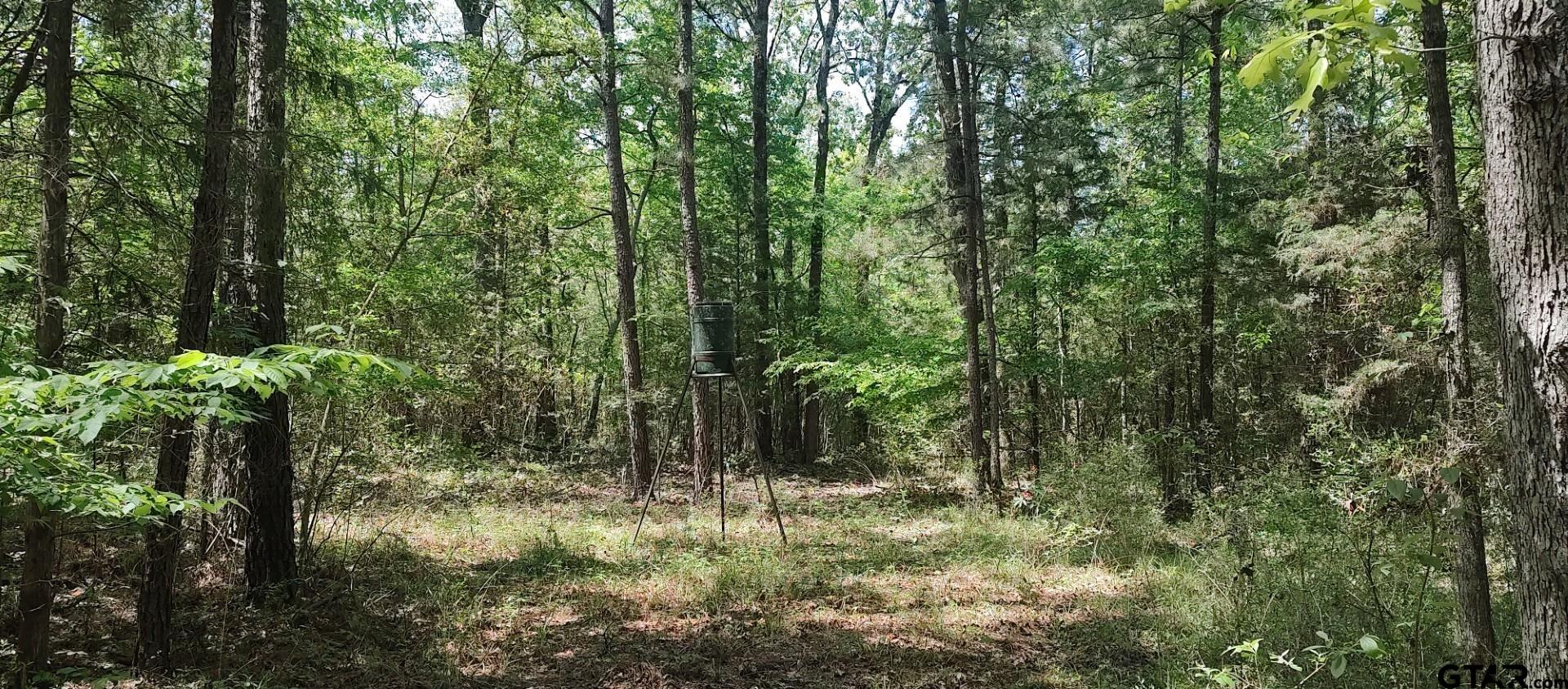 465 Barker Road Timpson, TX 75975 - Photo 16 of 34 a view of a lush green forest with lots of trees