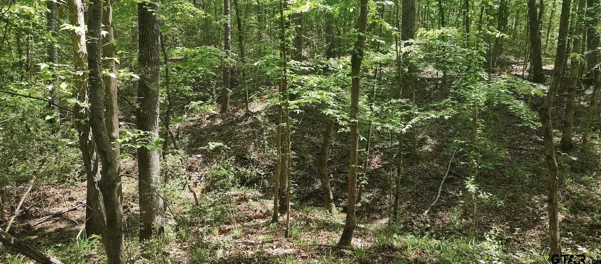 465 Barker Road Timpson, TX 75975 - Photo 19 of 34 a view of a forest that has a tree