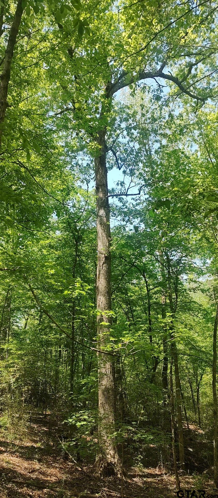 465 Barker Road Timpson, TX 75975 - Photo 21 of 34 a view of a tree