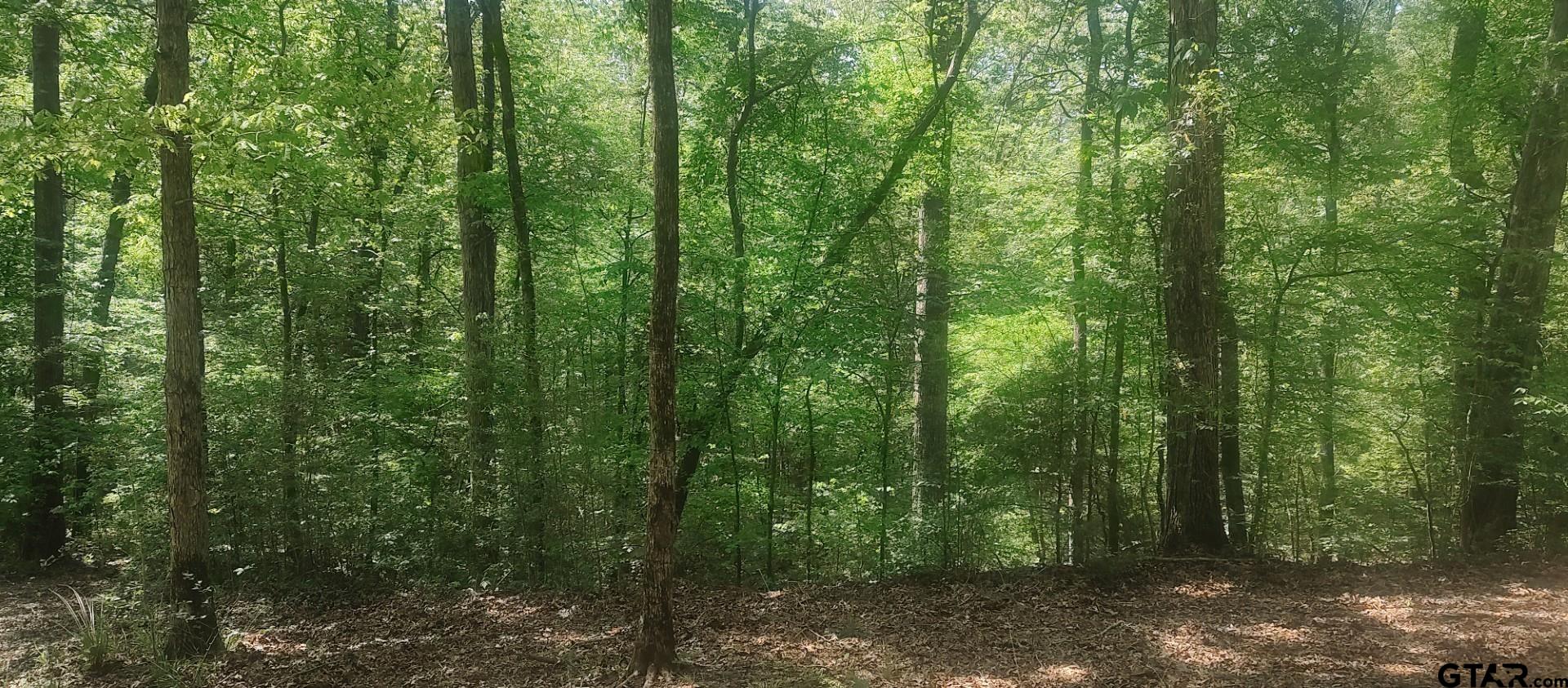465 Barker Road Timpson, TX 75975 - Photo 4 of 34 a view of a forest with trees in the background