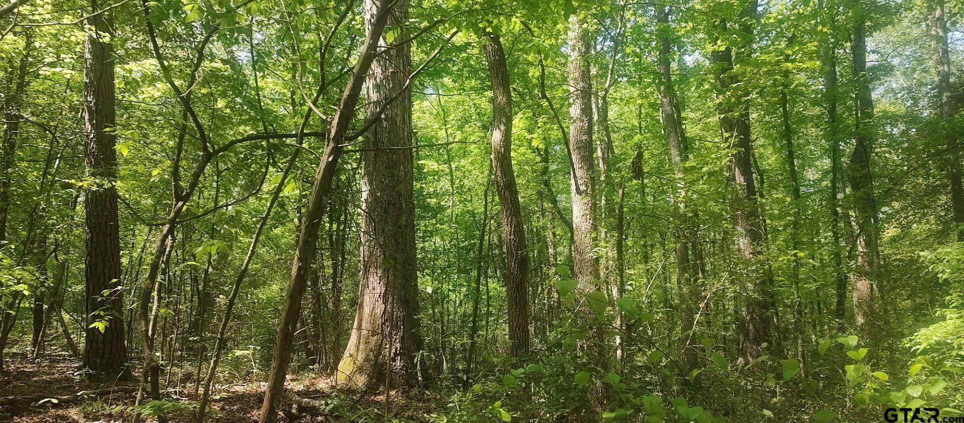 465 Barker Road Timpson, TX 75975 - Photo 7 of 34