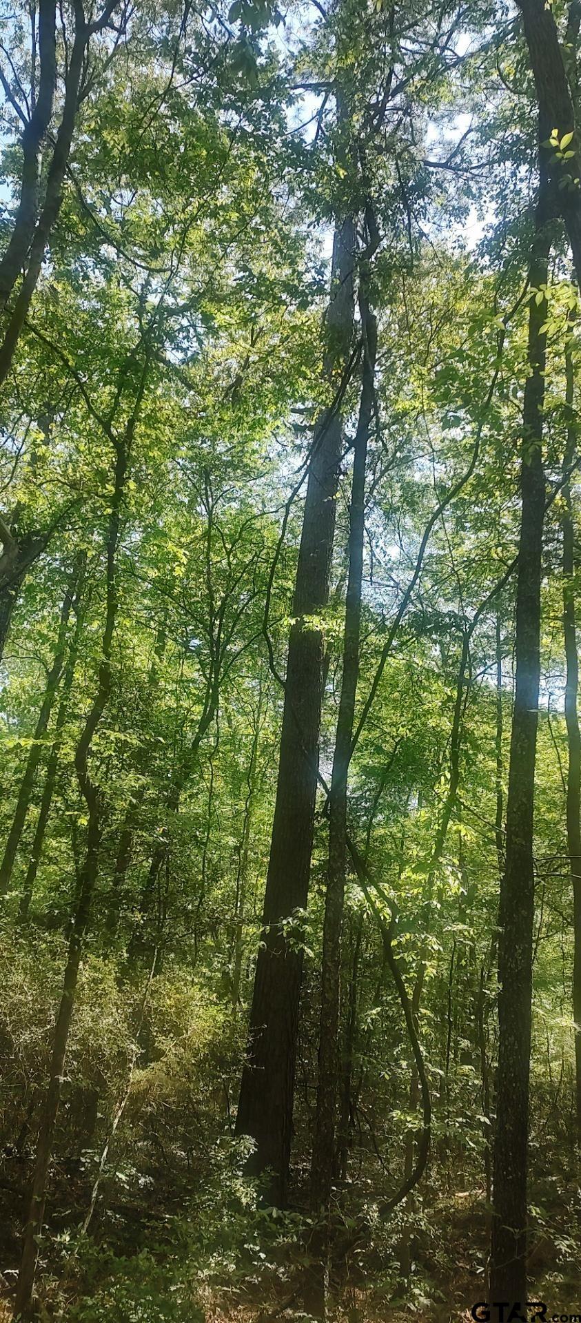 465 Barker Road Timpson, TX 75975 - Photo 8 of 34 a map view of a tree