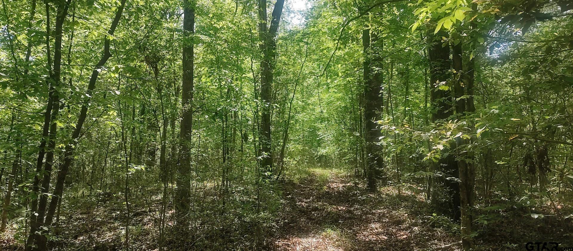 465 Barker Road Timpson, TX 75975 - Photo 9 of 34 a view of a lush green forest