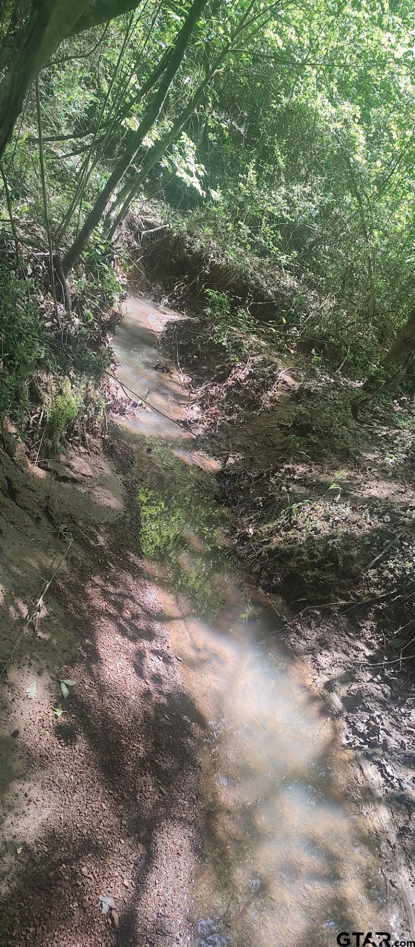 465 Barker Road Timpson, TX 75975 - Photo 10 of 34 a view of a forest with trees