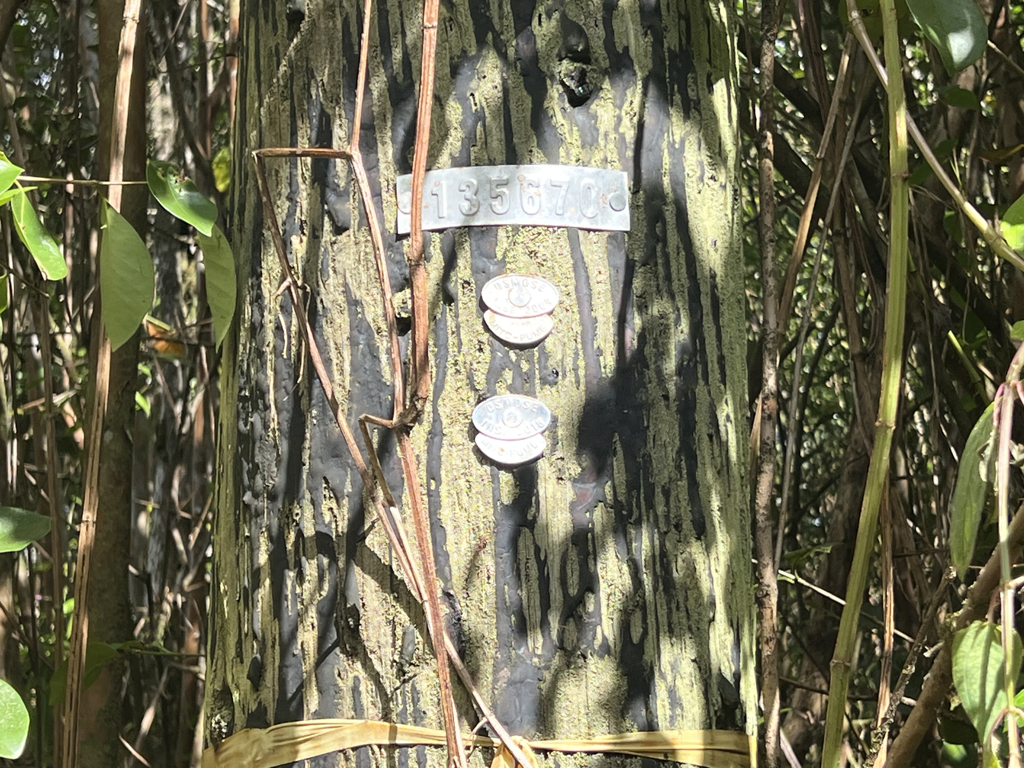 703 Kehau Road Pahoa, HI 96778 - Photo 5 of 5