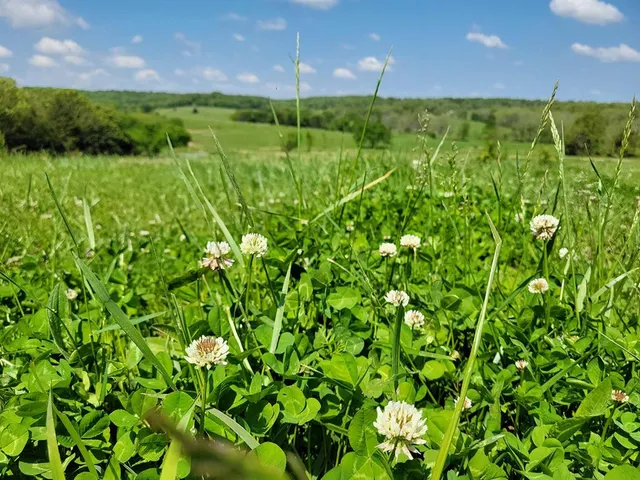 $1,250,000 | 0 Red Barn Road, Grovespring, MO 65662