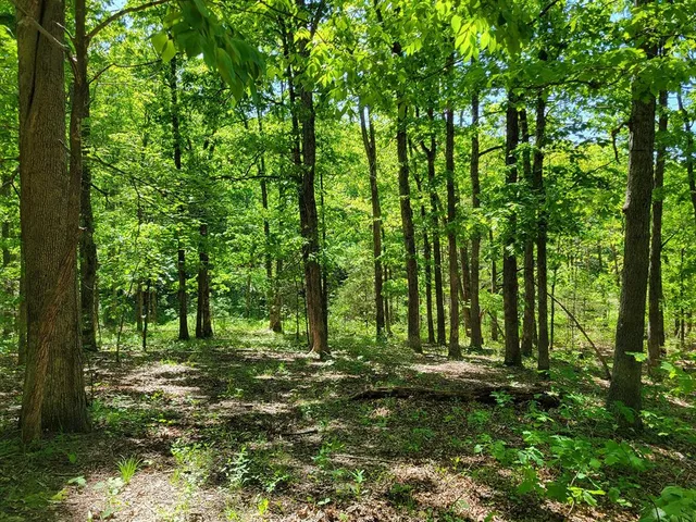 $1,250,000 | 0 Red Barn Road, Grovespring, MO 65662