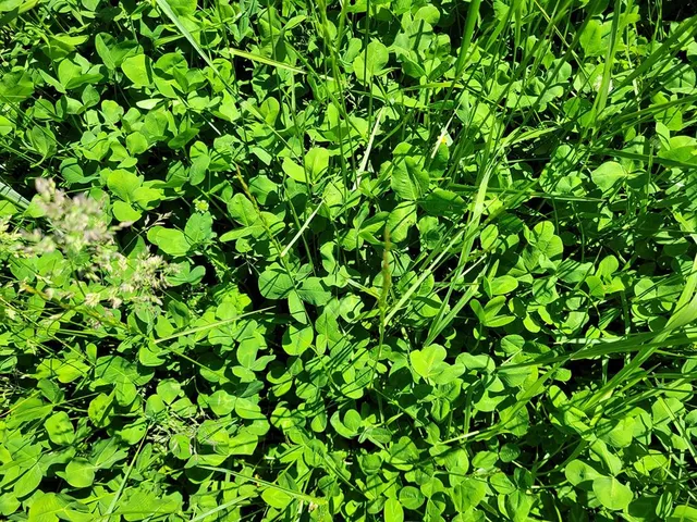 $1,250,000 | 0 Red Barn Road, Grovespring, MO 65662