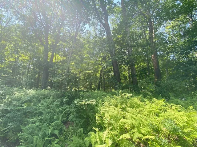 a view of a lush green forest