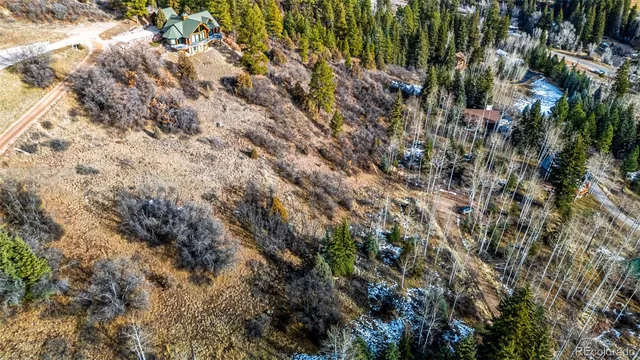 a view of a forest with a tree