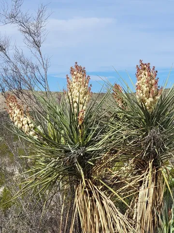 $795,000 | 48421 FM 2627 Highway, Alpine, TX 79830