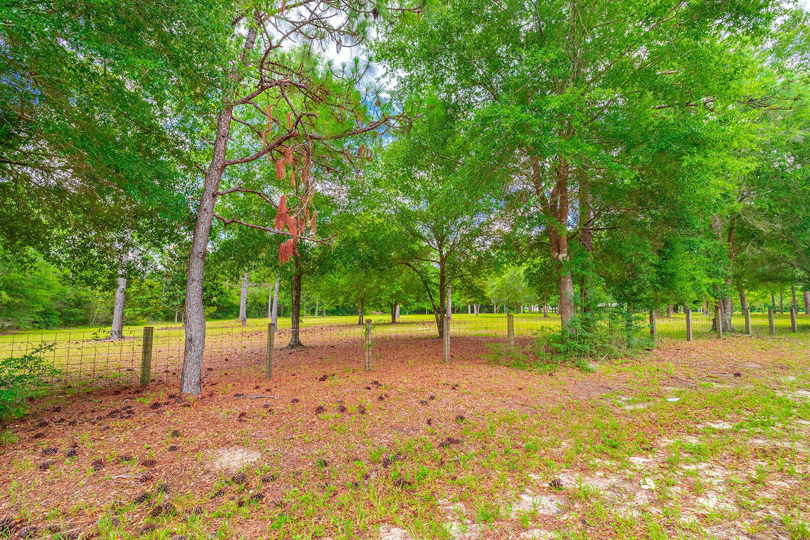 331 North Defuniak Springs DeFuniak Springs, FL 32433 - Photo 2 of 3 a view of a tree in a park
