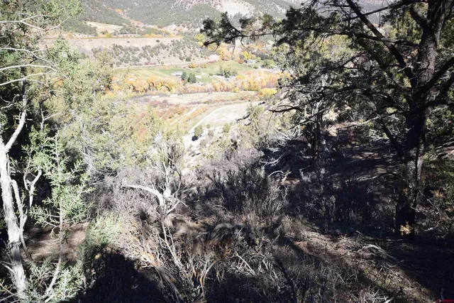 a view of large trees with lots of trees