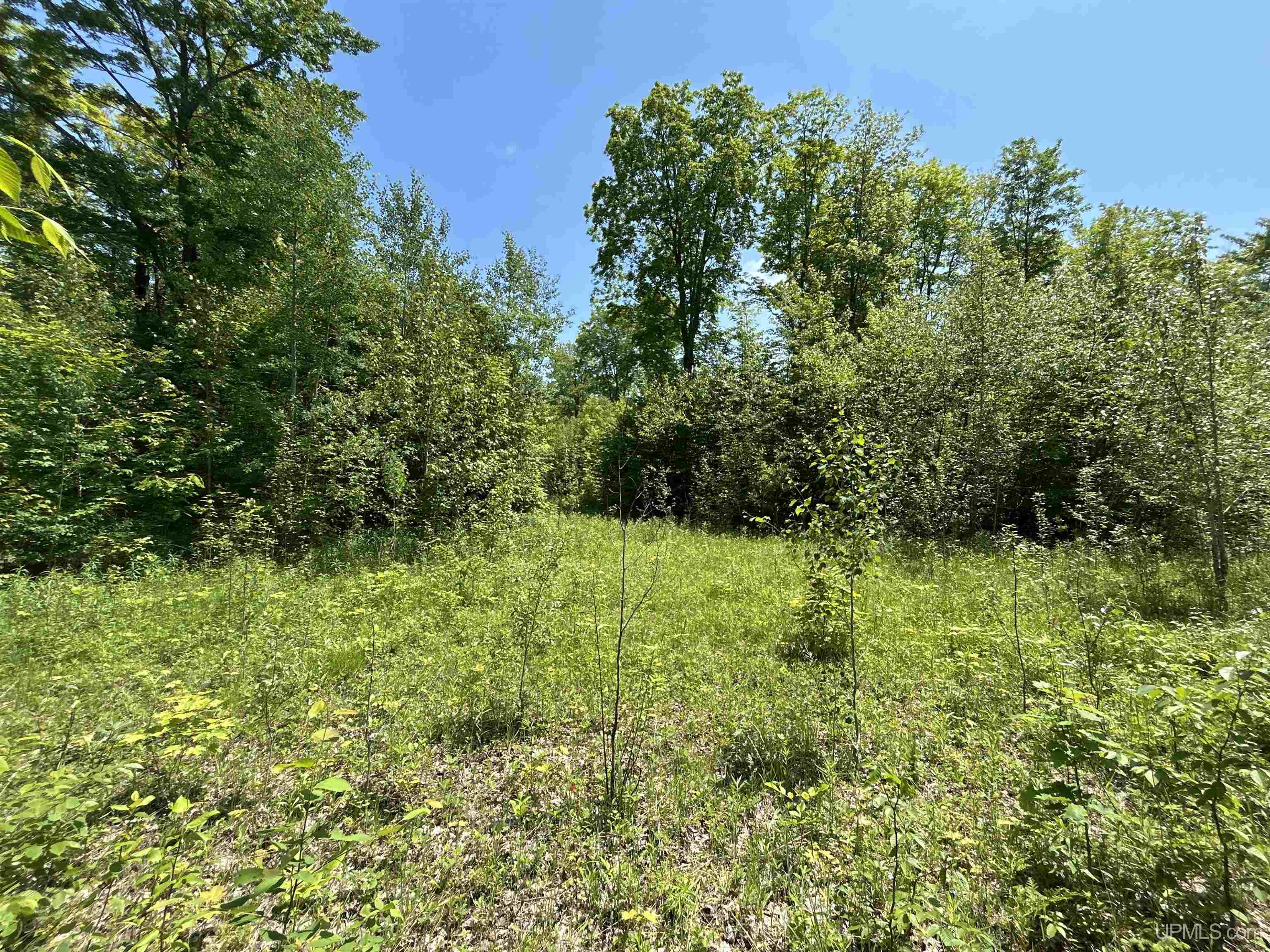 40-acres 40-acres Maple Grove Road Skandia, MI 49885 - Photo 13 of 19