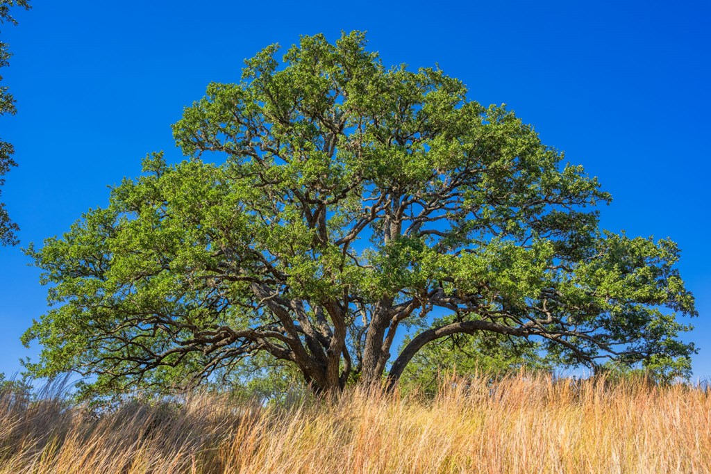 1495 Walnut Springs Road, Unit 68 Johnson City, TX 78636 - Photo 20 of 23 a plant that is in a garden