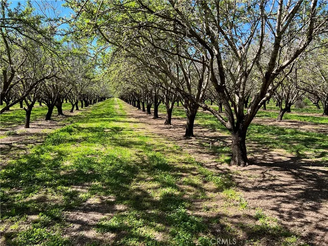 a view of a trees with a yard