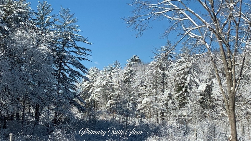 40 East Street Topsfield, MA 01983 - Photo 16 of 39 a view of a forest with a tree