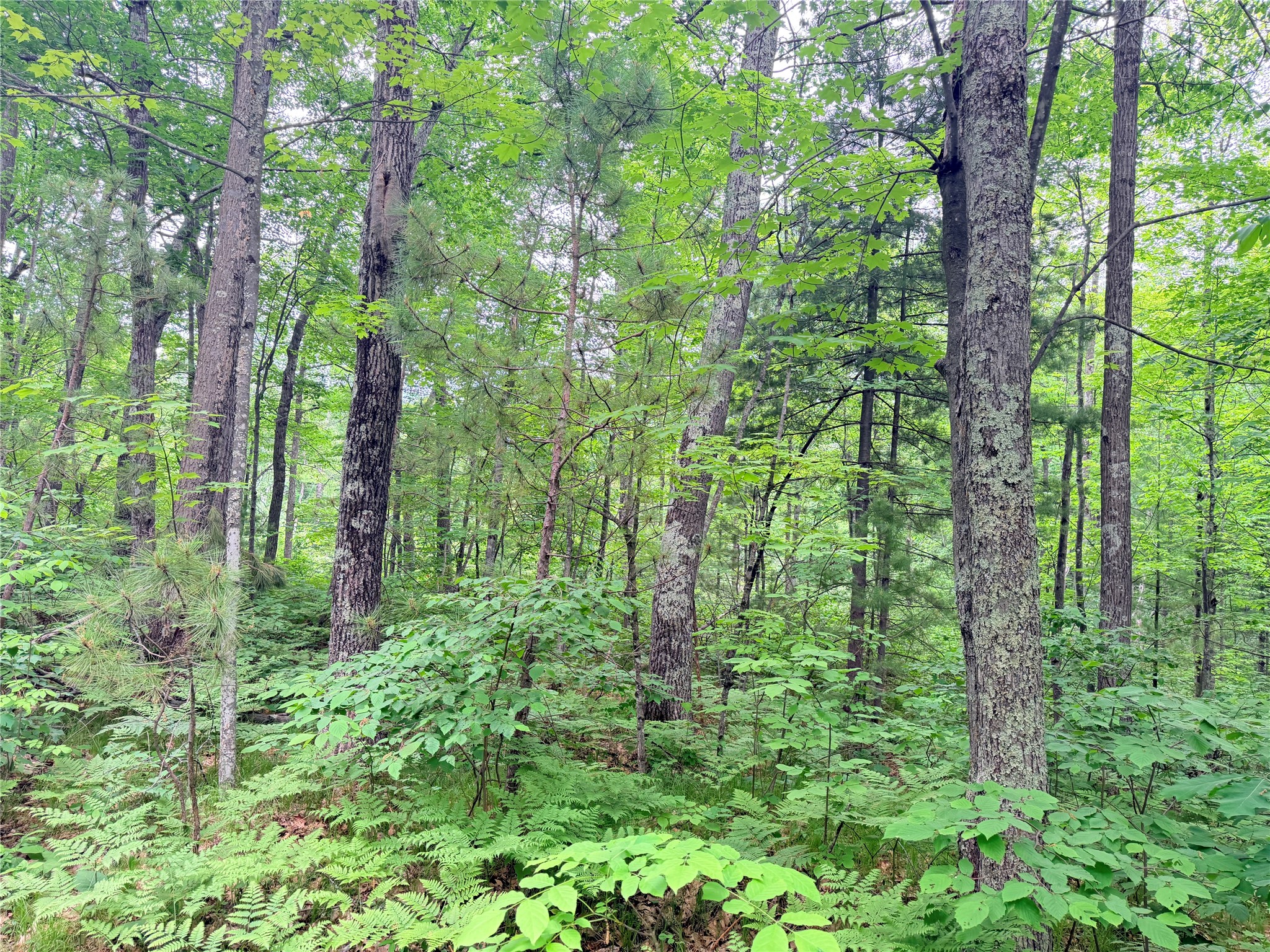 0 Schultz Lane Stone Lake, WI 54876 - Photo 11 of 12