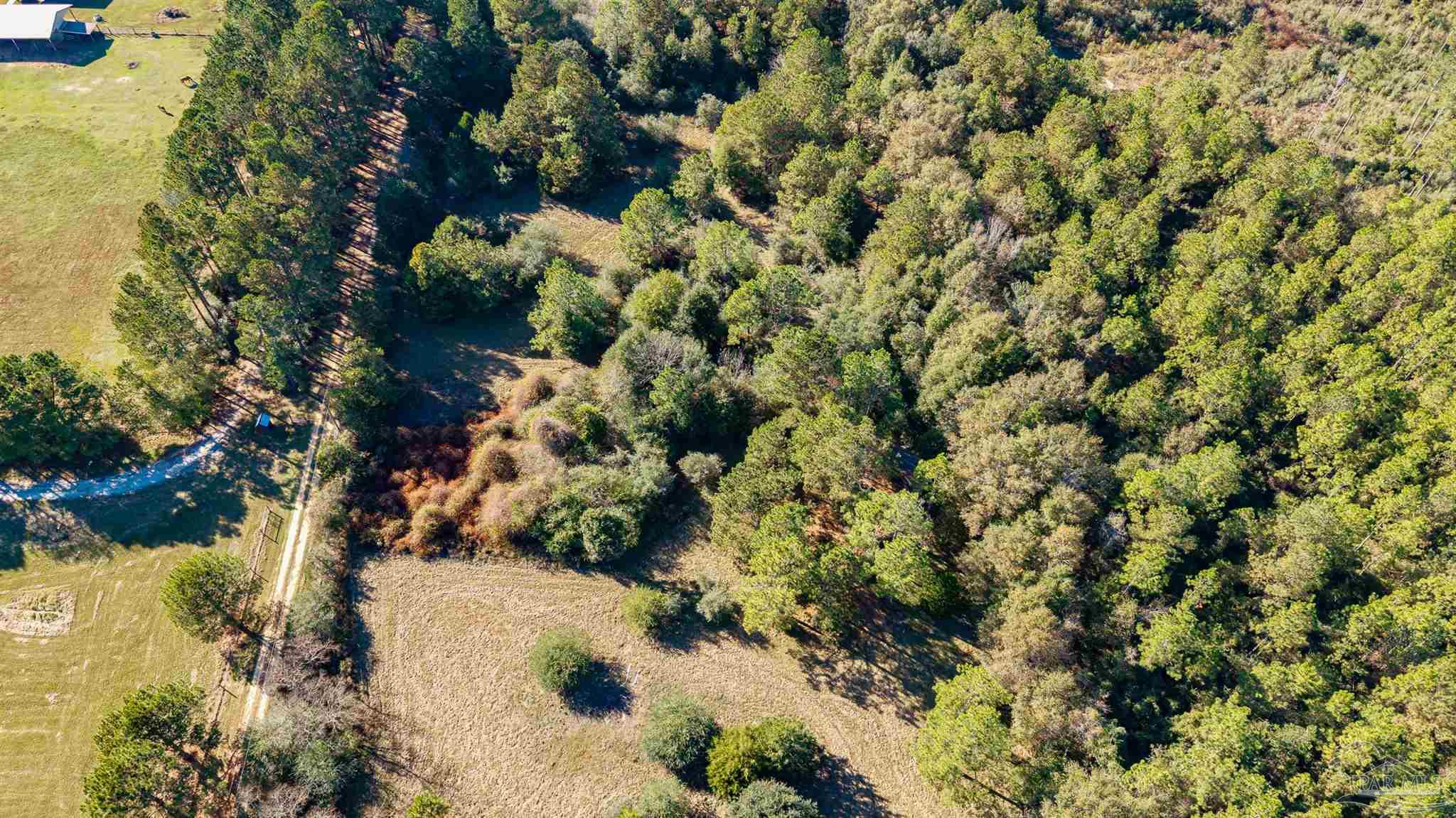 1756 Jacks Branch Road Cantonment, FL 32533 - Photo 26 of 29 a view of a tree in a forest